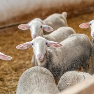 Lacaune Sheep for Sale
