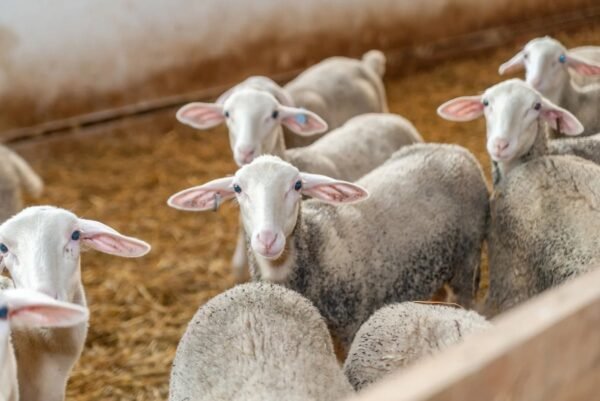 Lacaune Sheep for Sale