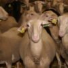 Lacaune Sheep for Sale