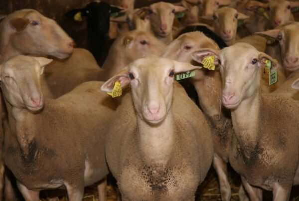 Lacaune Sheep for Sale