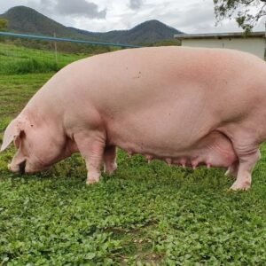 Landrace Pigs for sale
