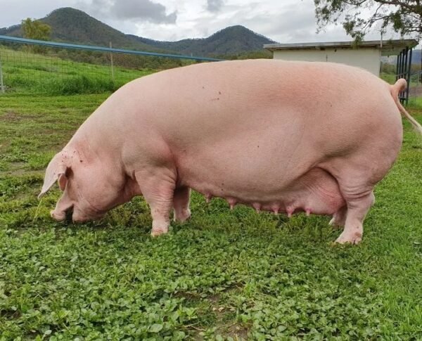 Landrace Pigs for sale