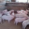 Landrace Pigs for sale