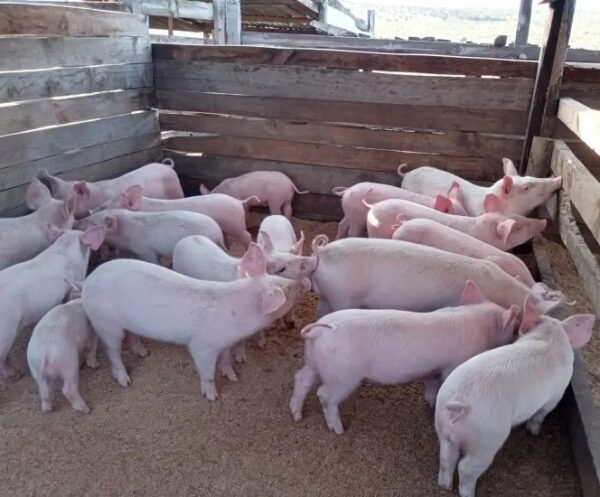 Landrace Pigs for sale