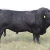 Limousin-Cattle-For-Sale-2-copy-1.jpg Limousin Cattle For Sale