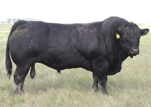 Limousin-Cattle-For-Sale-2-copy-1.jpg Limousin Cattle For Sale