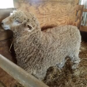 Lincoln Sheep for Sale