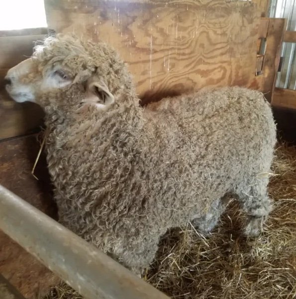 Lincoln_Ram-600x800-1-copy-1.jpg Lincoln Sheep for Sale