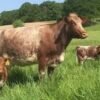 Milking Shorthorn Cattle For Sale