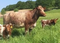 Milking Shorthorn Cattle For Sale