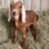 Nubian-Goats-for-Sale-LIVESTOCK-FOR-SALE-USA-copy-1.jpg Nubian Goats for Sale