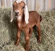 Nubian-Goats-for-Sale-LIVESTOCK-FOR-SALE-USA-copy-1.jpg Nubian Goats for Sale