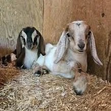 Nubian Goats for Sale