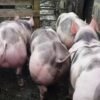 Pietrain-Pigs-for-sale-copy-1.jpg Pietrain Pigs for sale