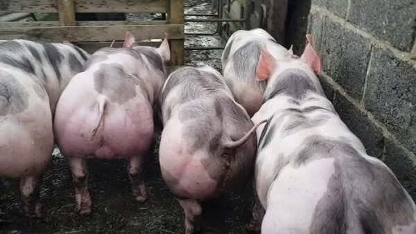 Pietrain-Pigs-for-sale-copy-1.jpg Pietrain Pigs for sale