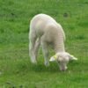 Rambouillet Sheep for Sale
