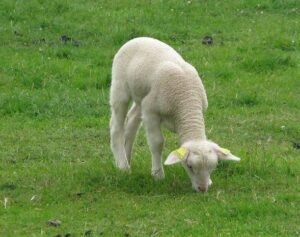 Rambouillet-Sulcoski-Hero Rambouillet Sheep for Sale