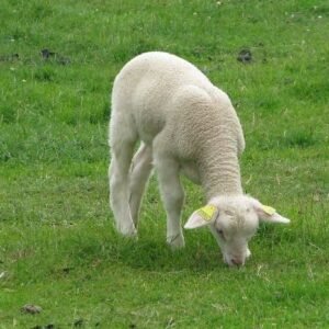Rambouillet Sheep for Sale