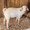 Savanna Goats For Sale