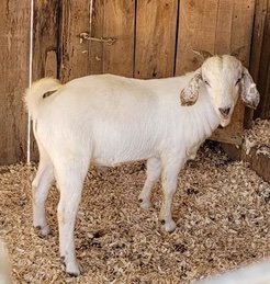 Savanna Goats For Sale