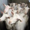 Saanen-Goats-for-sale-copy-1.jpg Saanen Goats for Sale