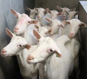 Saanen-Goats-for-sale-copy-1.jpg Saanen Goats for Sale