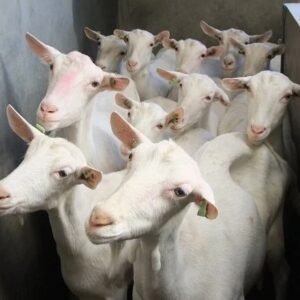 Saanen Goats for Sale