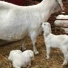 Savanna Goats For Sale