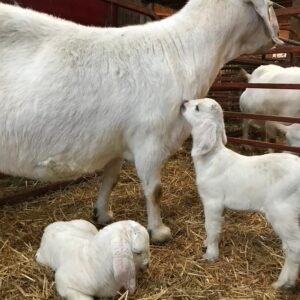 Savanna Goats For Sale