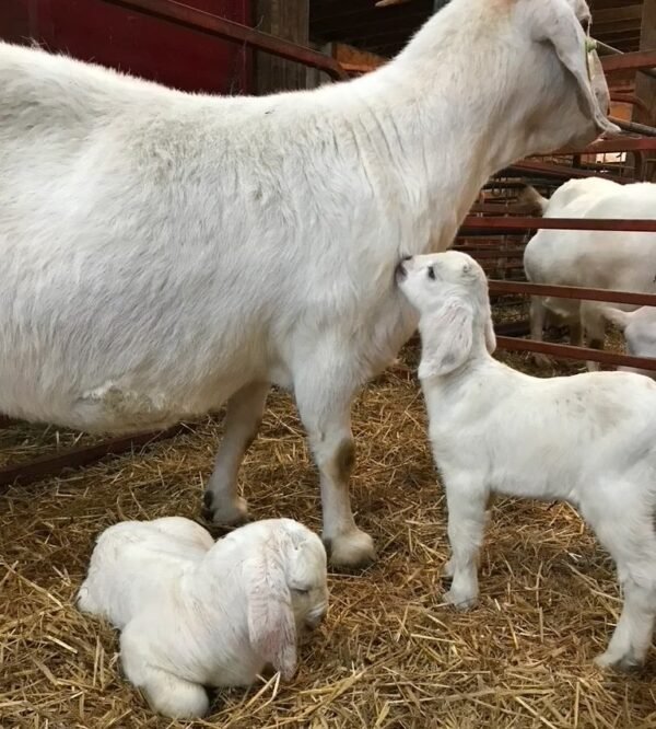 Savanna Goats For Sale