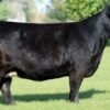 Simmental Cattle for Sale
