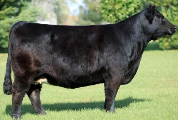 Simmental Cattle for Sale