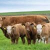 Simmental Cattle for Sale