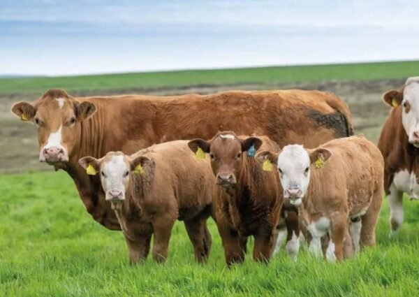 Simmental Cattle for Sale