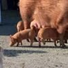 Tamworth-Pigs-for-sale-copy-1.jpg Tamworth Pigs for sale