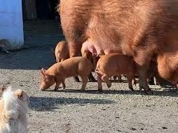 Tamworth-Pigs-for-sale-copy-1.jpg Tamworth Pigs for sale