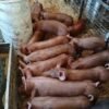 Tamworth-Pigs-for-sale-now-copy-1.jpg Tamworth Pigs for sale