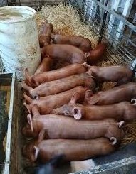 Tamworth-Pigs-for-sale-now-copy-1.jpg Tamworth Pigs for sale