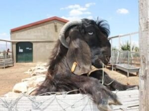 WhatsApp-Image-2025-10-17-at-12.48.58-PM-1-600x392-1-copy-1.jpg Damascus Goats for sale