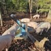 Yorkshire Pigs for Sale