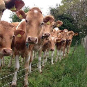 Guernsey Cows For Sale