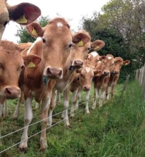 Guernsey Cows For Sale