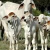 Brahman Cattle For Sale