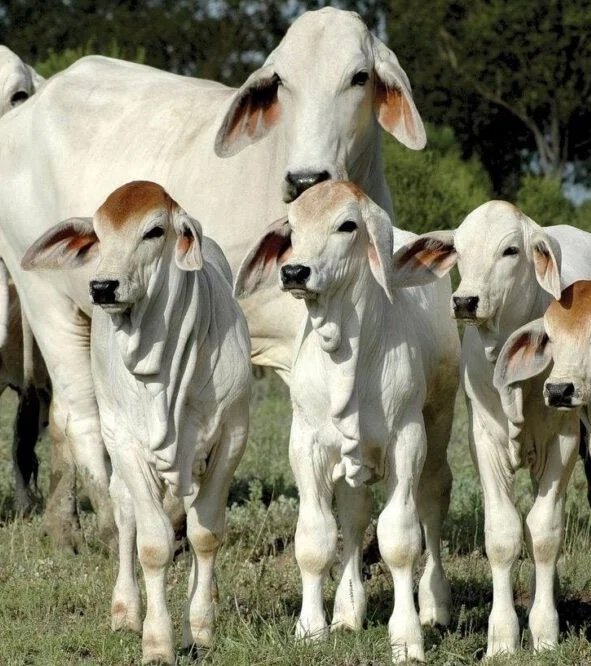 Brahman Cattle For Sale