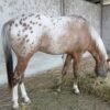 appaloosa-horse-copy-1.jpg Appaloosa Horse for Sale | Purebred Appaloosas