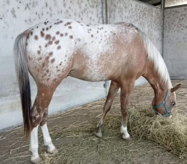 appaloosa-horse-copy-1.jpg Appaloosa Horse for Sale | Purebred Appaloosas