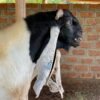 Damascus Goats for sale