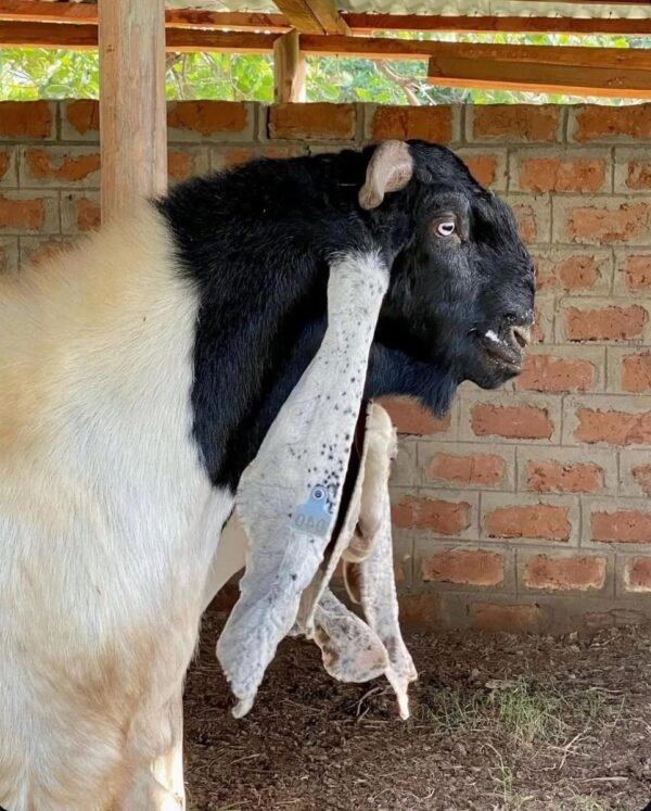 Damascus Goats for sale