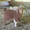 b3fb3347242c758436c6a9ba7f6542c1-600x601-1-copy-1.jpg Angora goats for sale