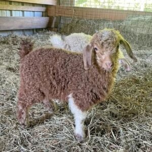 b3fb3347242c758436c6a9ba7f6542c1-600x601-1-copy-1.jpg Angora goats for sale